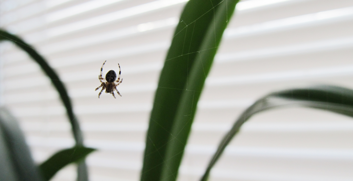 Spider season in Australia : r/Weird